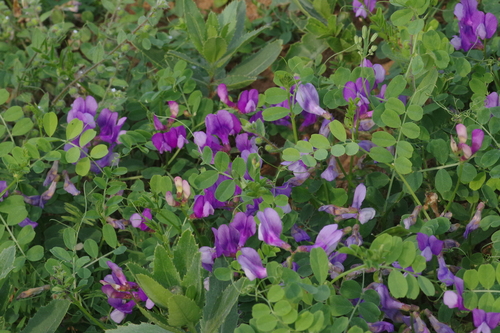 Bunge’s vetch