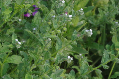 Bothriospermum chinense