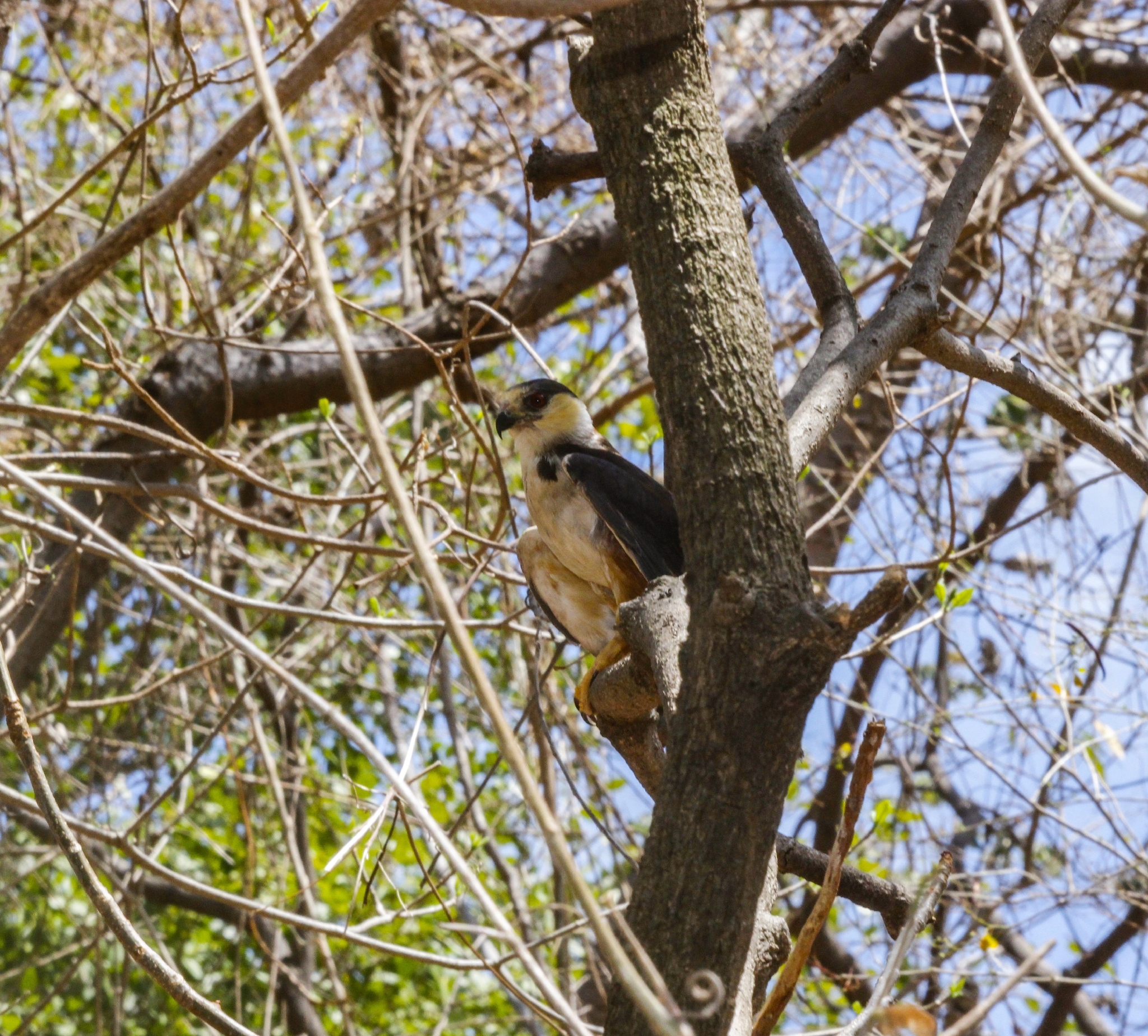 Pearl Kite (Gampsonyx swainsonii), photo 9