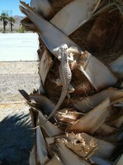 Dipsosaurus dorsalis dorsalis