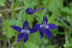 Delphinium patens