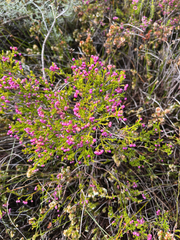 Erica multumbellifera, photograph (c) André Deschodt, some rights reserved (CC BY)