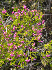 Erica multumbellifera, photograph (c) André Deschodt, some rights reserved (CC BY)