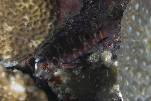 Amblycirrhitus bimacula observed 2026-04-26
