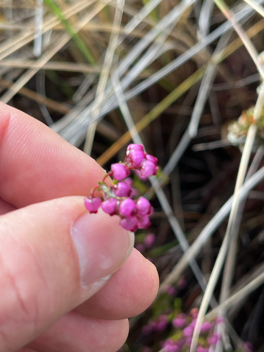 Erica multumbellifera, photograph 4