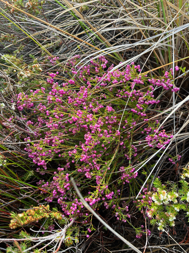 Erica multumbellifera, photograph 2