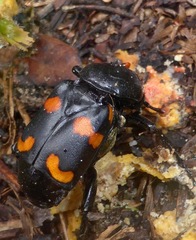 Nicrophorus carolina