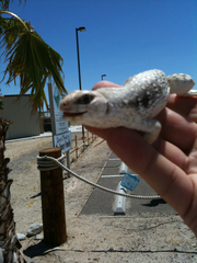 Dipsosaurus dorsalis dorsalis