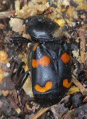 Nicrophorus carolina