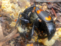 Nicrophorus carolina