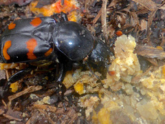 Nicrophorus carolina