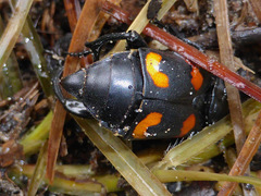 Nicrophorus carolina