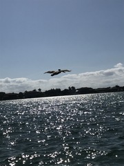 Pelecanus occidentalis