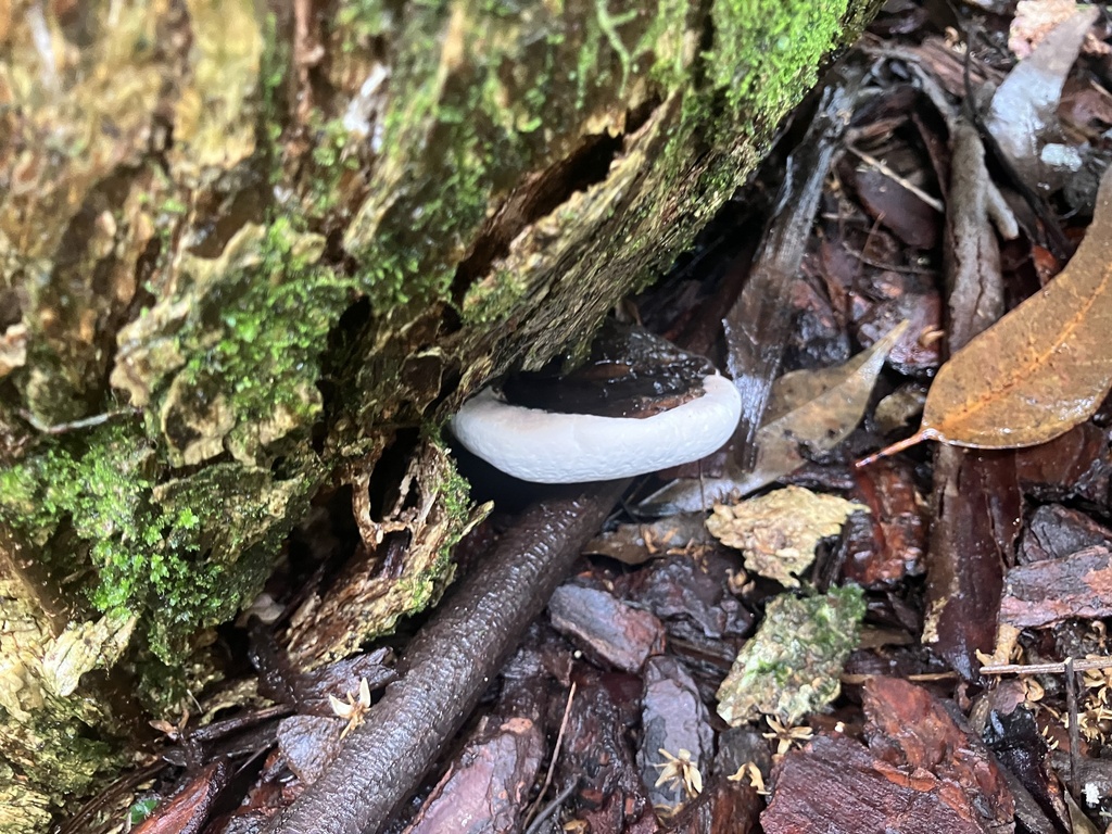 Ganoderma australe · May 2026 · photo: © ttsquid (iNaturalist, cc-by)