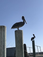 Pelecanus occidentalis