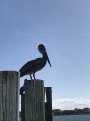 Pelecanus occidentalis