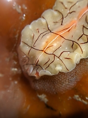 Eurylepta californica