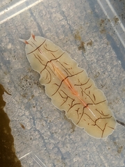Eurylepta californica