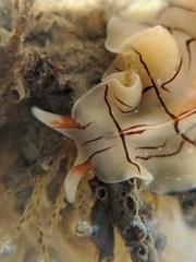 Eurylepta californica