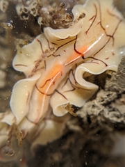 Eurylepta californica