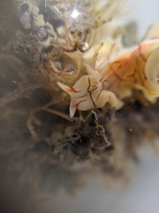 Eurylepta californica