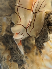 Eurylepta californica