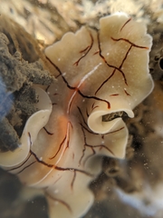 Eurylepta californica
