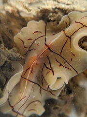 Eurylepta californica