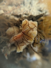 Eurylepta californica