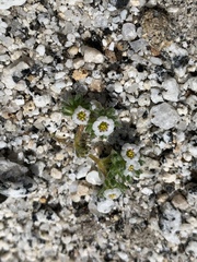 Linanthus maculatus