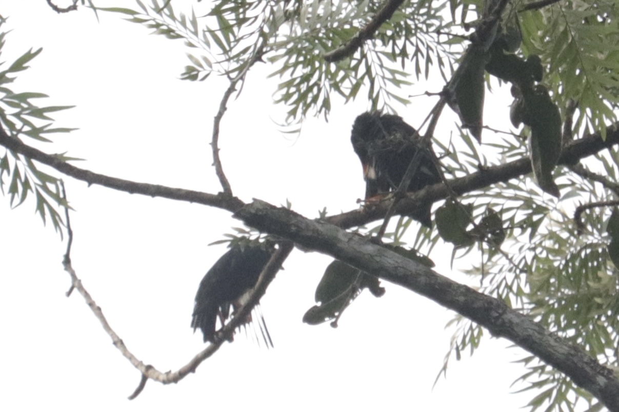 Southern Hill Myna (Gracula indica), photo 2