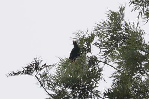 Southern Hill Myna (Gracula indica)
