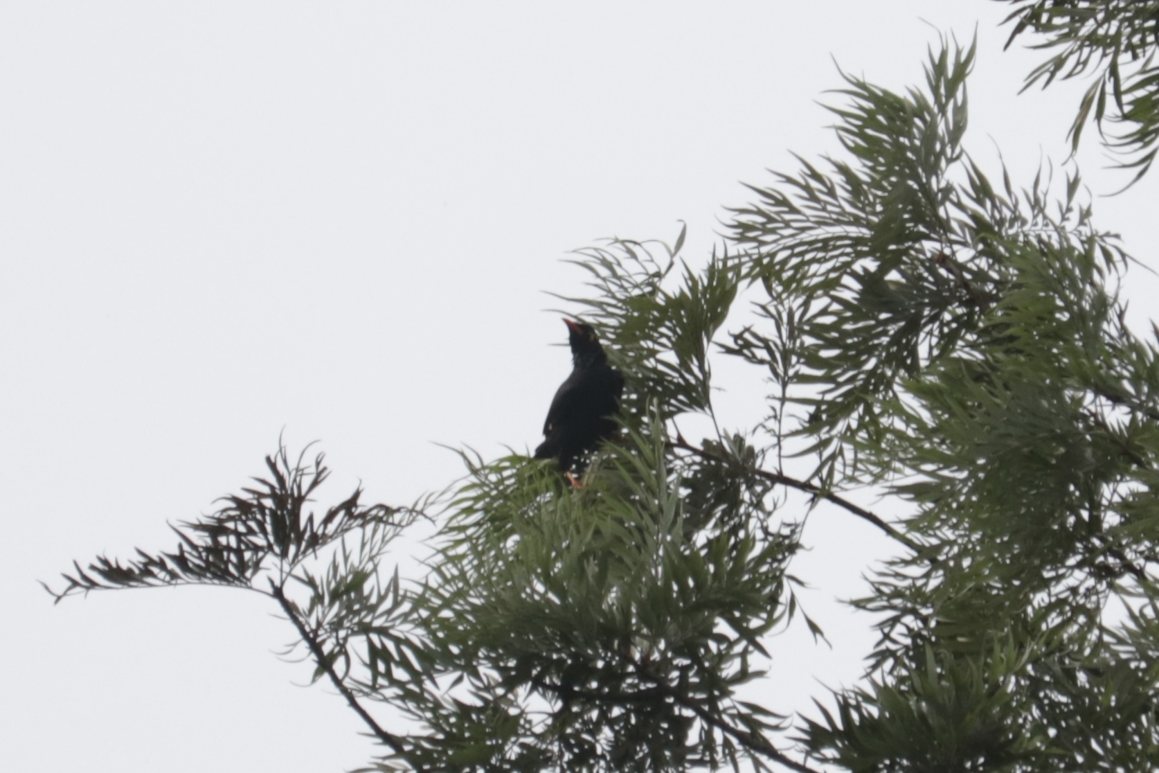 Southern Hill Myna (Gracula indica), photo 1