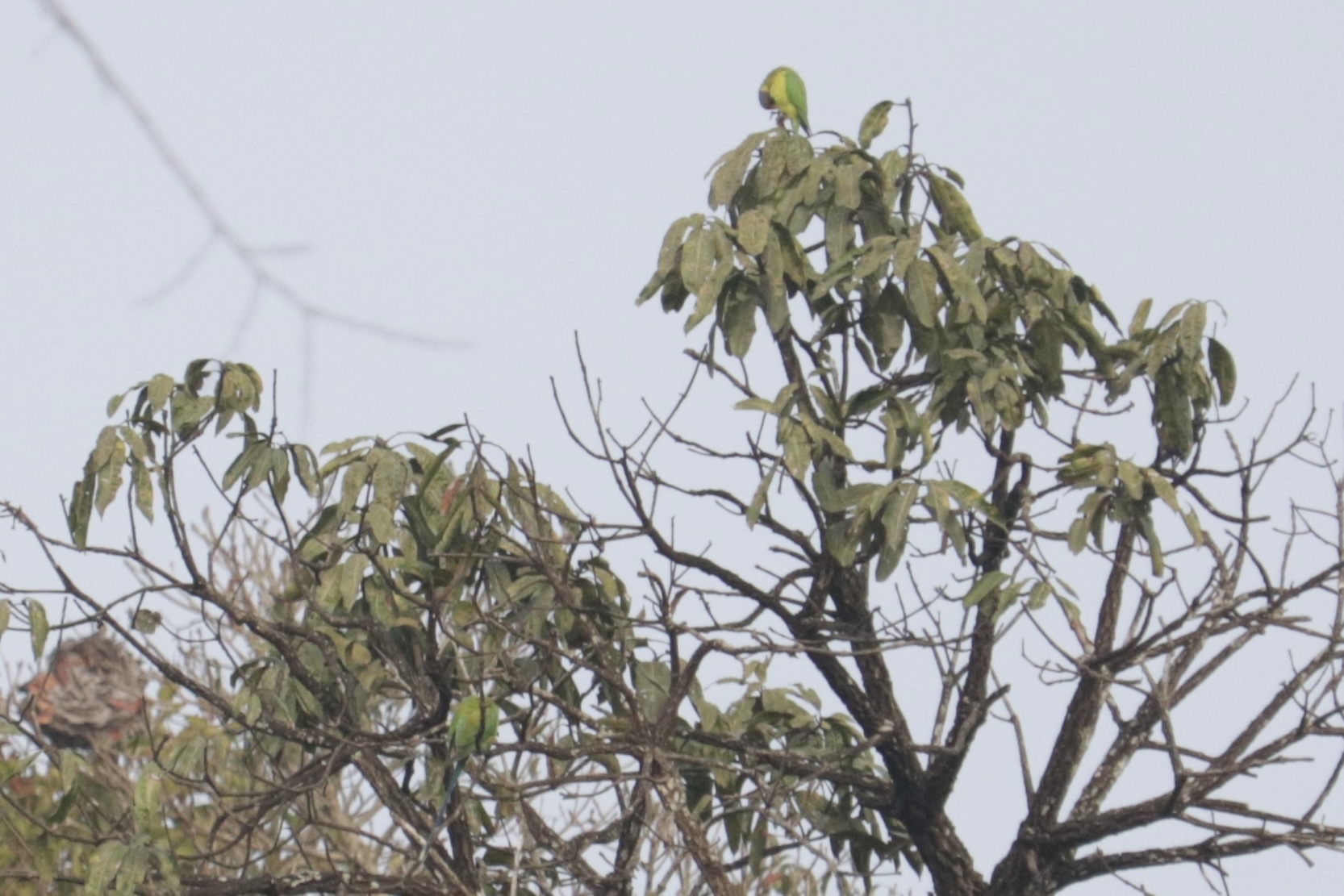 Plum-headed Parakeet (Psittacula cyanocephala), photo 5