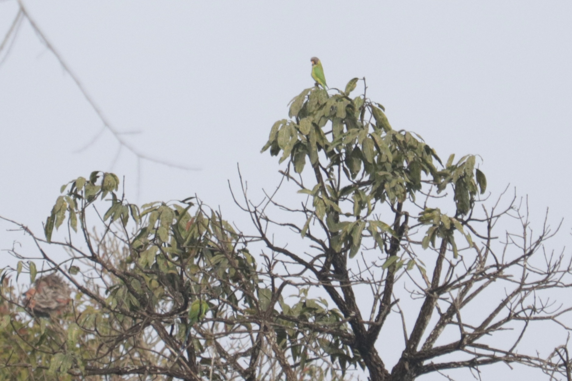 Plum-headed Parakeet (Psittacula cyanocephala), photo 4