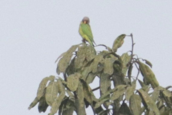 Plum-headed Parakeet (Psittacula cyanocephala), photo 6