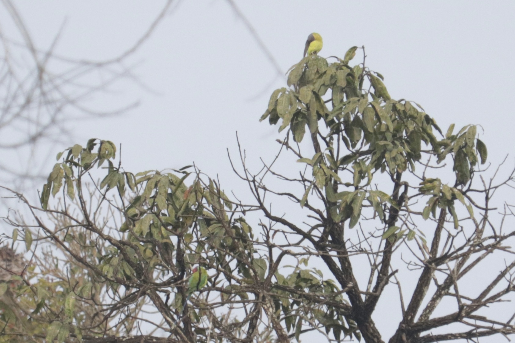 Plum-headed Parakeet (Psittacula cyanocephala), photo 7