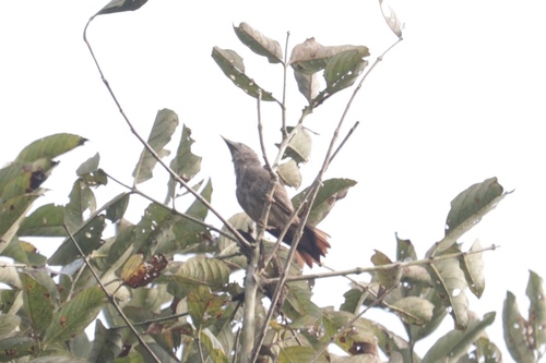 Chestnut-tailed Starling (Sturnia malabarica), photo 5