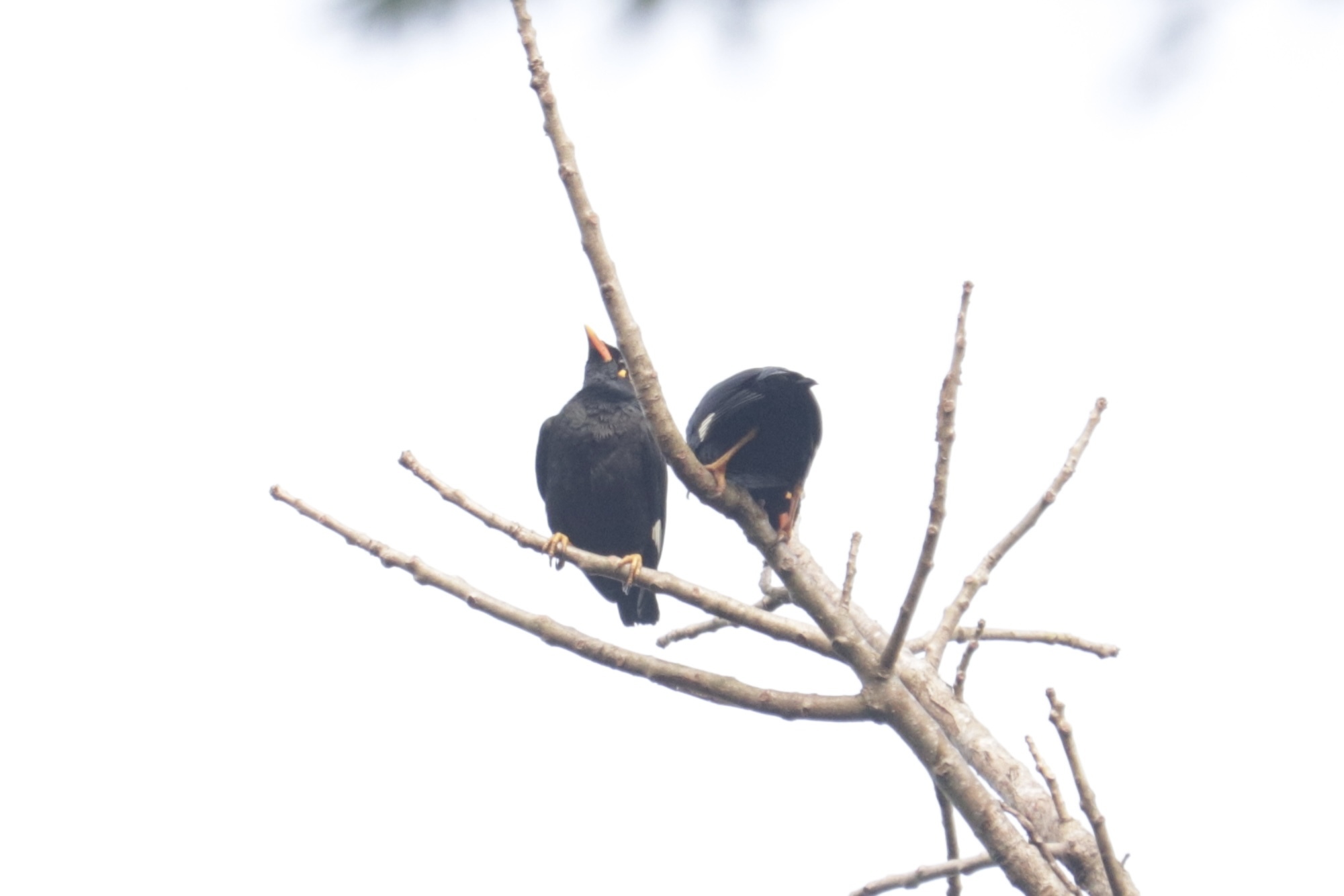 Southern Hill Myna (Gracula indica), photo 10
