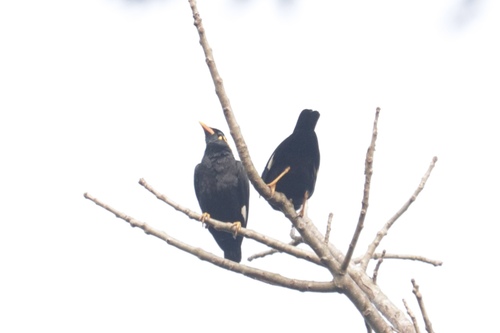 Southern Hill Myna (Gracula indica), photo 7