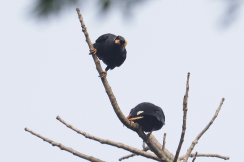 Southern Hill Myna (Gracula indica), photo 8