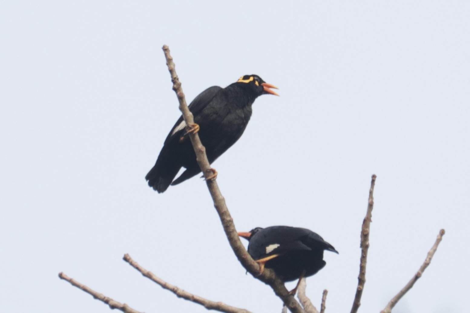 Southern Hill Myna (Gracula indica), photo 9