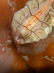 Eurylepta californica