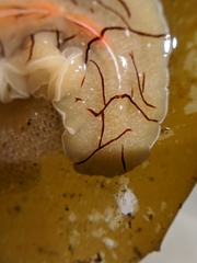 Eurylepta californica