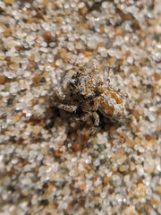 Habronattus amicus