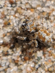 Habronattus amicus