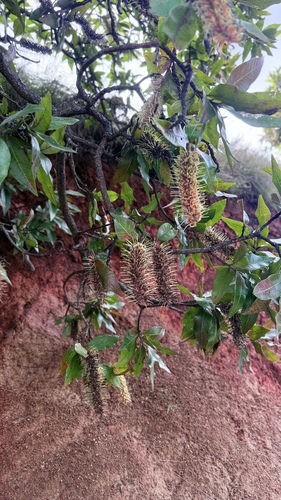 Faurea rochetiana, photograph 4