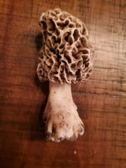 Morchella americana