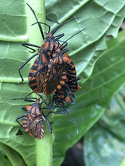 Spartocera pantomima