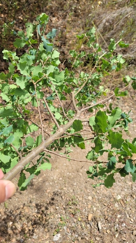 iNaturalist observation photo of Quercus berberidifolia × douglasii